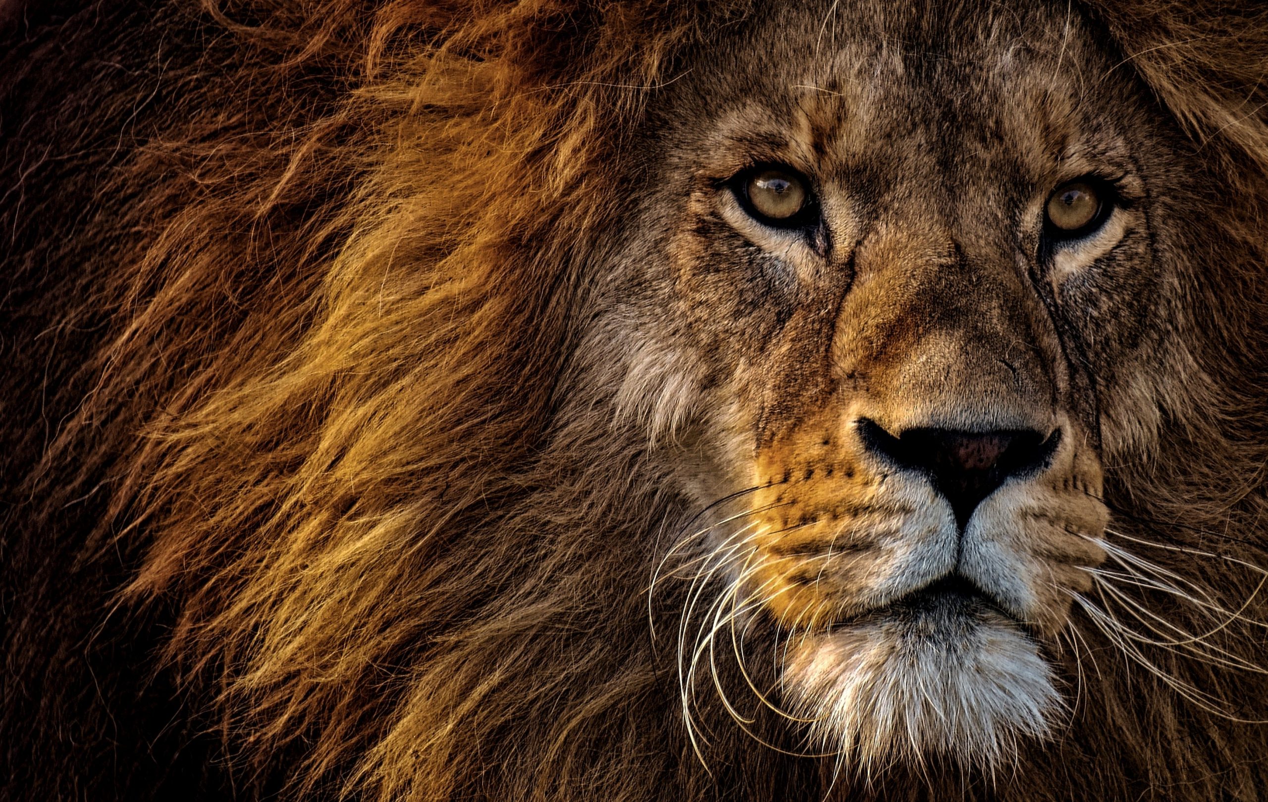 https://www.pexels.com/nl-nl/foto/close-up-foto-van-lion-s-head-2220336/